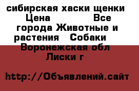 сибирская хаски щенки › Цена ­ 10 000 - Все города Животные и растения » Собаки   . Воронежская обл.,Лиски г.